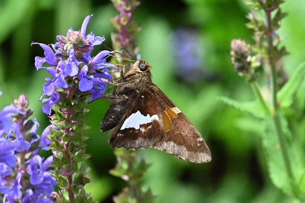 2025-06279175 Broad Meadow Brook, MA.JPG - Silver-spotted Skipper Butterfly. Broad Meadow Brook Wildlife Sanctuary, MA, 6-27-2025